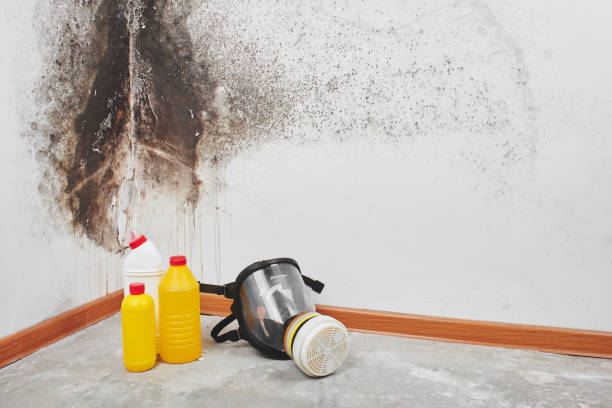 Attic Mold Removal in Bear Creek Ranch, TX