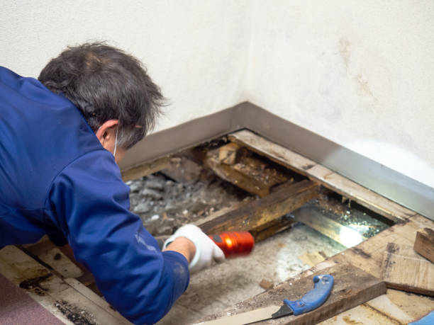 Best Mold Cleaning Services  in Bear Creek Ranch, TX