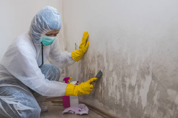 Best Toxic Mold Removal  in Bear Creek Ranch, TX