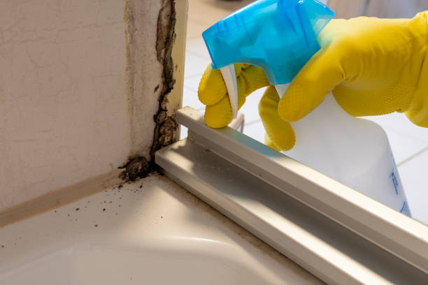 Best Same-Day Mold Removal  in Bear Creek Ranch, TX