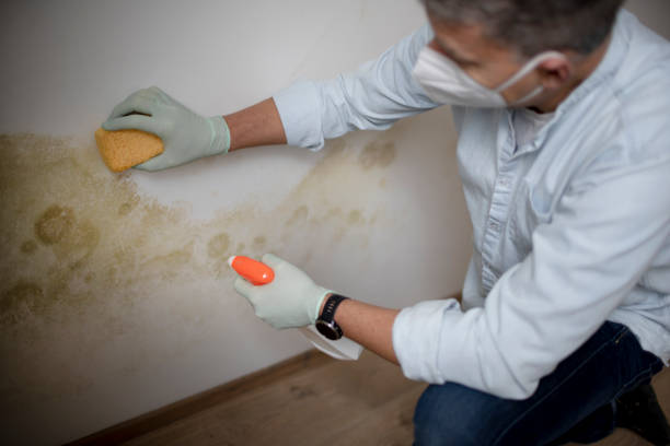 Best Best Mold Removal Companies  in Bear Creek Ranch, TX