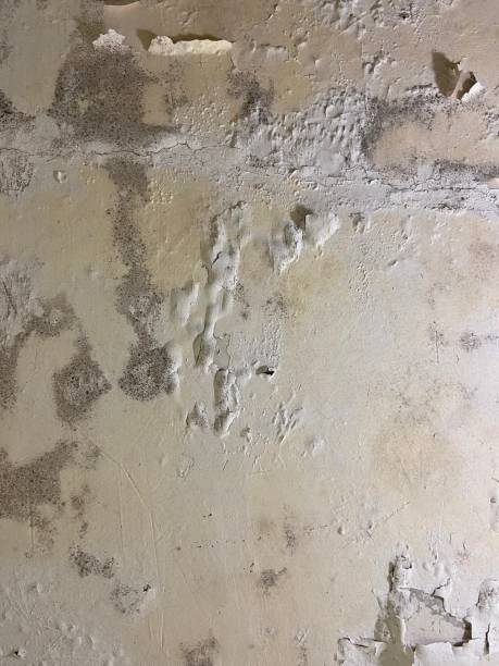 Best Attic Mold Removal  in Bear Creek Ranch, TX