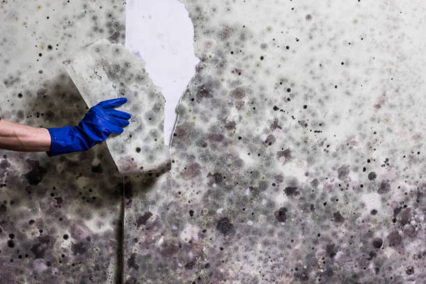Best Mold Cleaning Services  in Bear Creek Ranch, TX