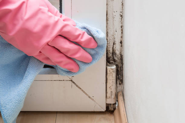 Best Residential Mold Removal  in Bear Creek Ranch, TX