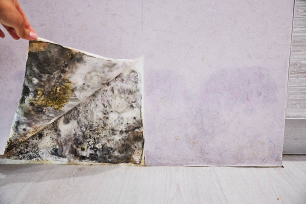 Best Black Mold Removal  in Bear Creek Ranch, TX